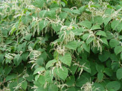 Japanese knotweed to be avoided at all costs in the vegetable garden