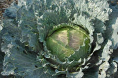 Brassicas include the Cabbage family