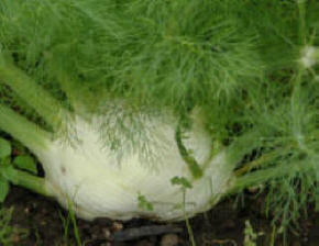 Florence Fennel