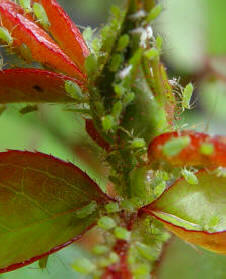 Greenflies and other flying insects can soon spread to the vegetable plot from surrounding plant in the garden