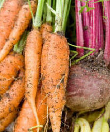 carrots and Beetroot suited to sandy soils