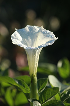Jimson Weed Flower