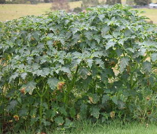Jimson Weed