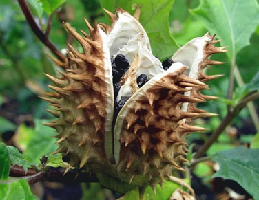 Jimson Weed Seed Pod