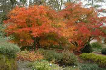 Acer autumn foliage colour in autumn